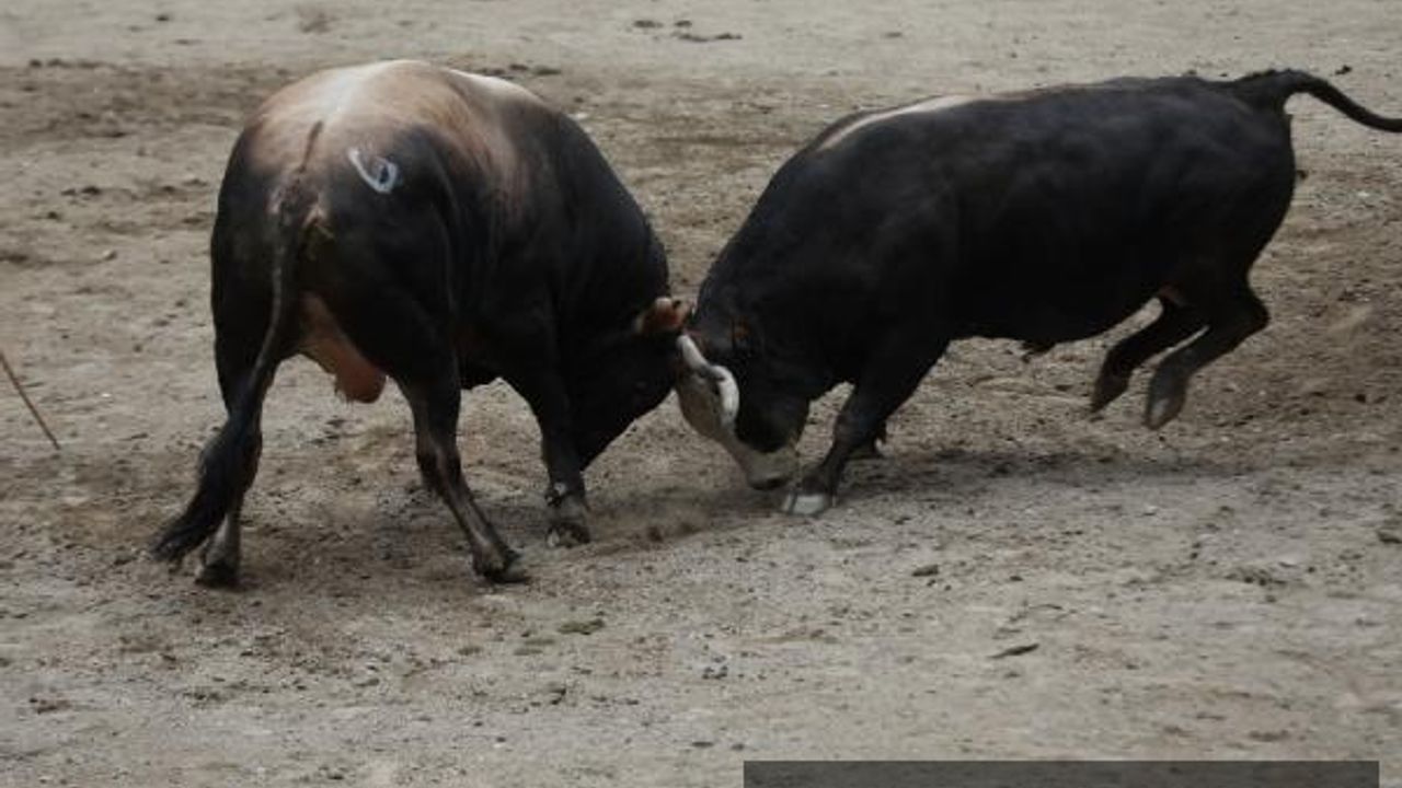 11 yaşındaki Doruk, 630 kiloluk boğası ile güreşe katıldı