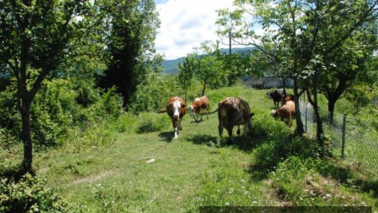 Bartın'da 4 köy ve beldede şap karantinası
