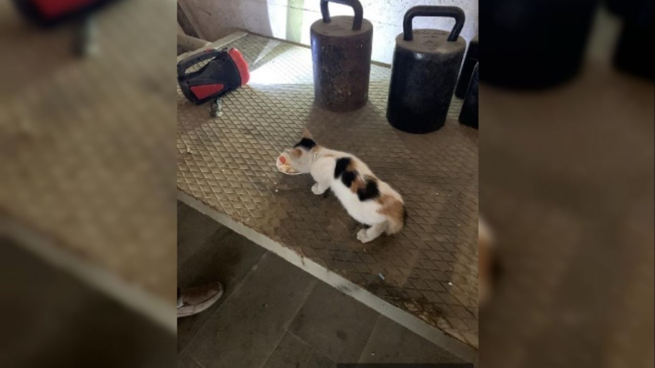 Havalandırma boşluğuna düşen yavru kedi, itfaiyenin duvarı kırmasıyla kurtarıldı