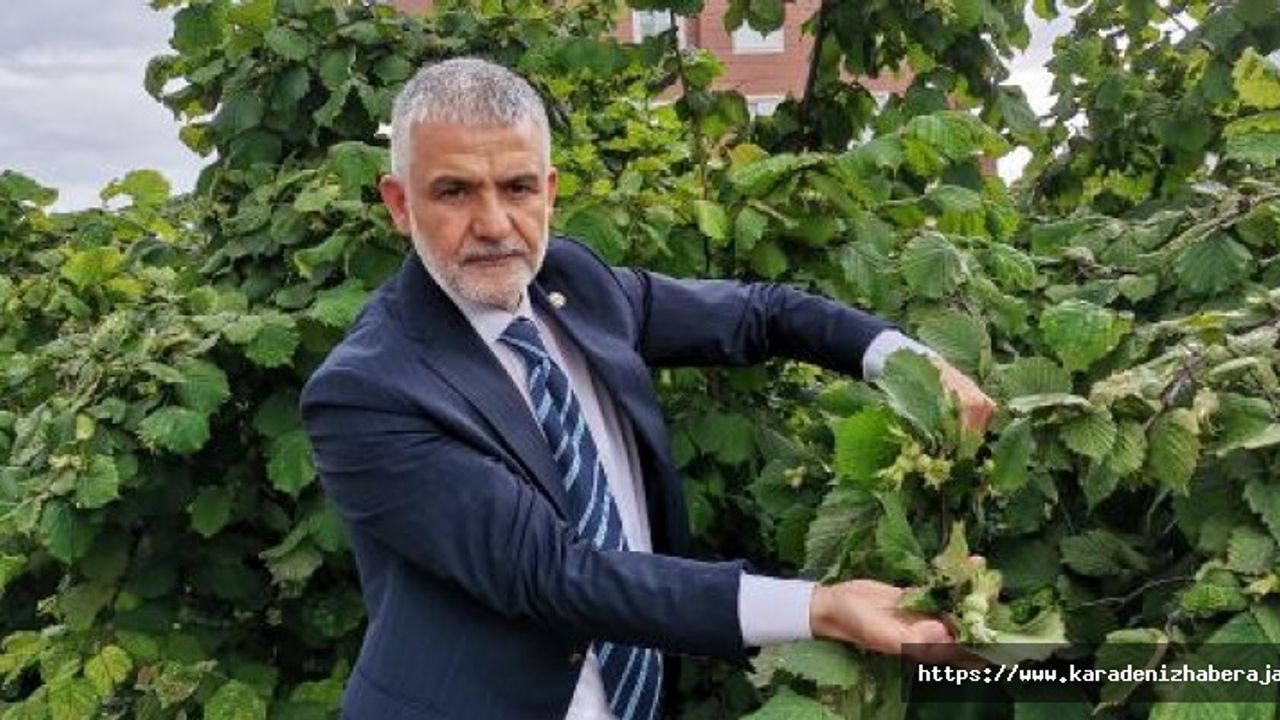 İki aydır yağışların etkili olduğu Karadeniz’de fındıkta ‘külleme hastalığı’