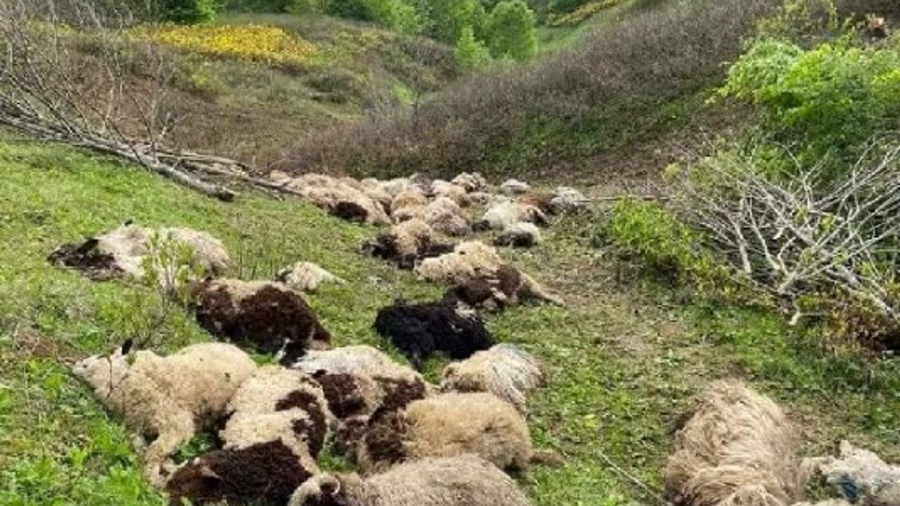 Sürüye ayılar saldırdı, 76 koyun öldü
