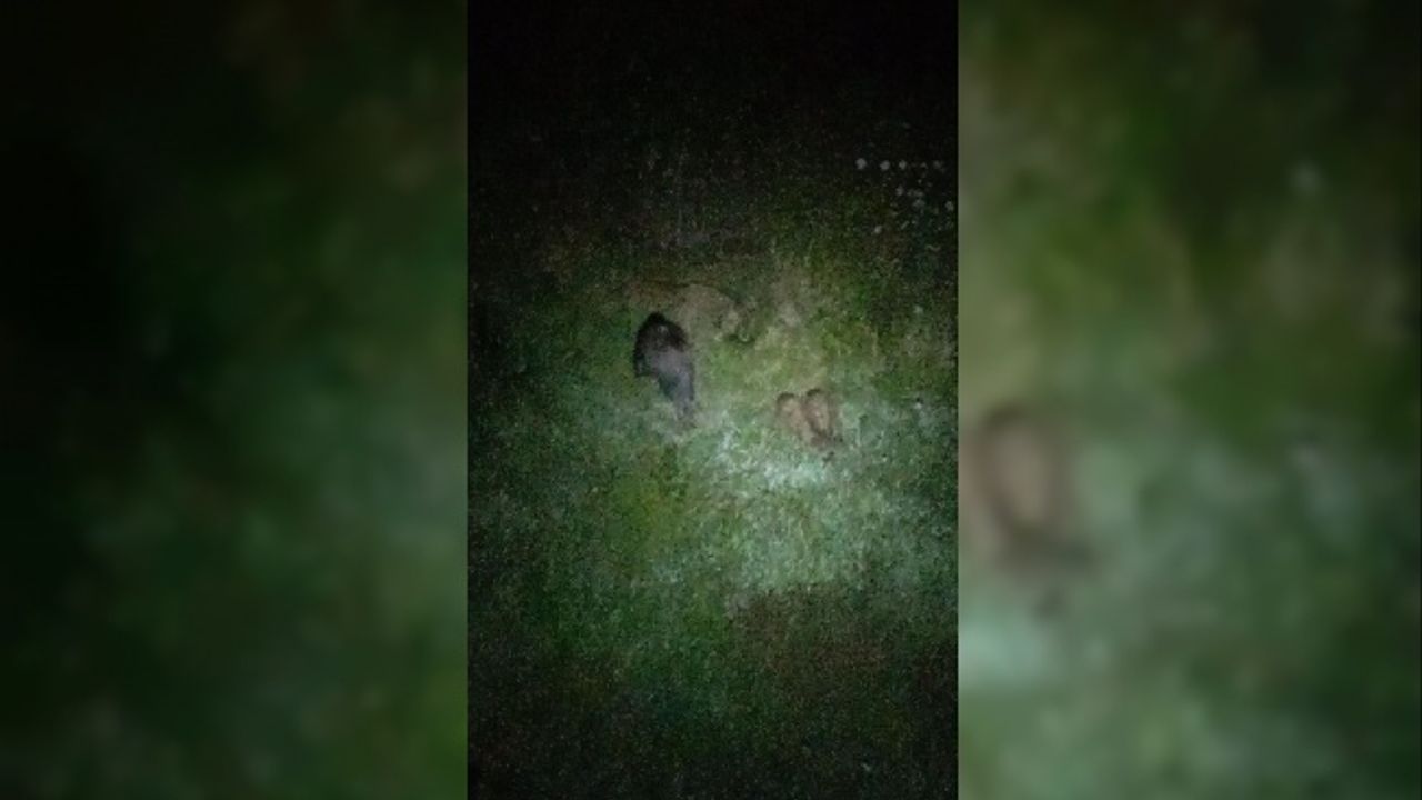 Domuz sürüsü bahçeye girdi ürünleri yedi