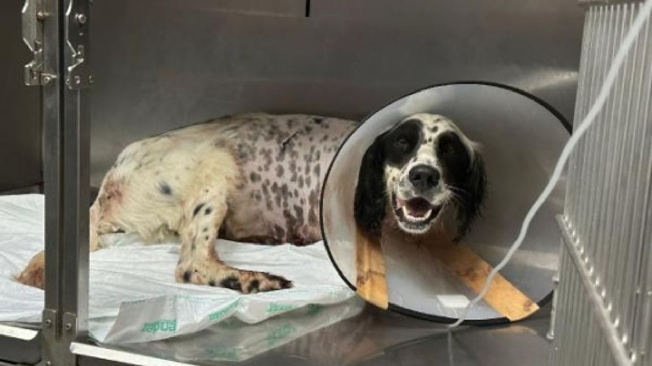 Tüfekle vurulan köpek bir ayağını kaybetti