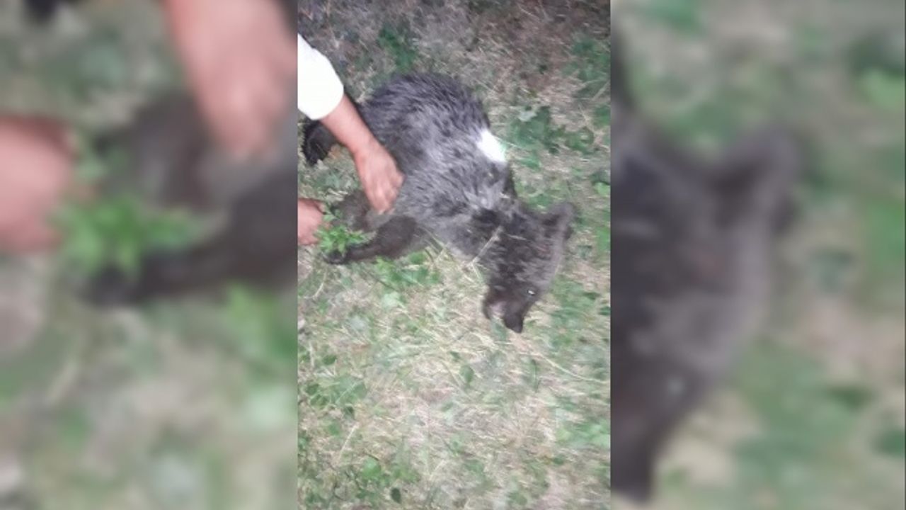 Kastamonu'da, ayağı kırılan yavru ayı tedaviye alındı