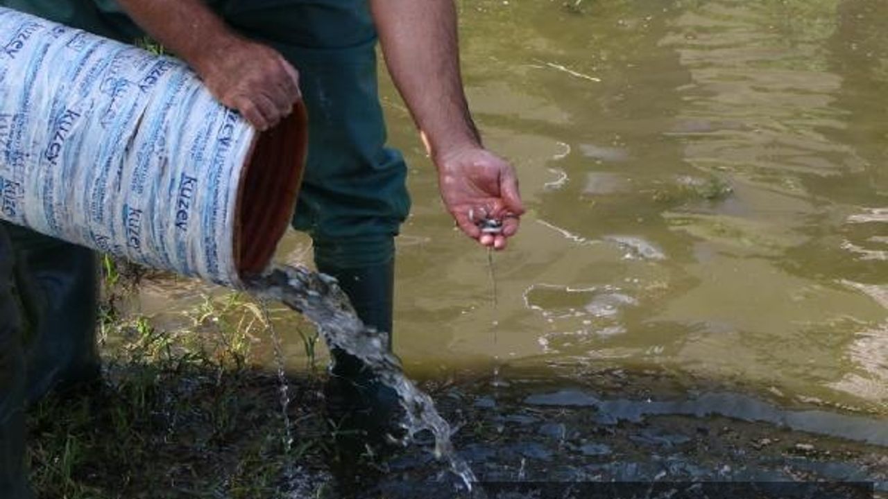 Samsun'da 3 milyon 200 bin yavru sazan, su kaynaklarına bırakıldı