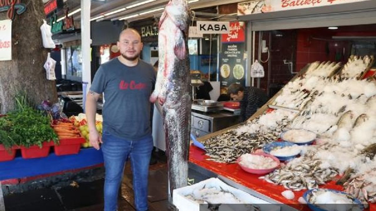 Yeşilırmak'ta yakalanan 1 metre 70 santimlik yayın balığı, satışa çıkarıldı