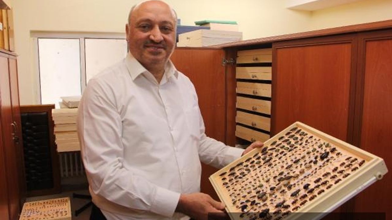 'Evlere ve ürünlere dadanan böcekler için önlem alınmazsa daha büyük sorunlar olacak