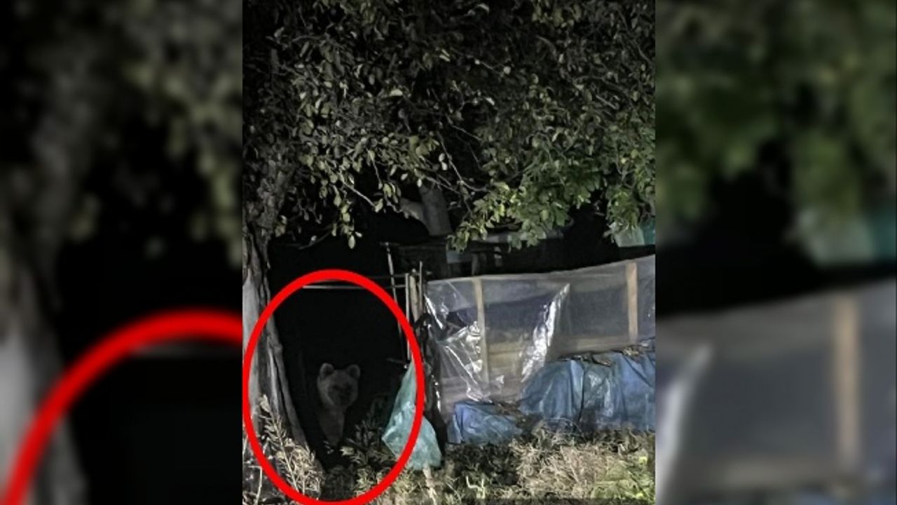 Günlerdir ilçede gezinen bozayı, bu kez evin bahçesine girdi
