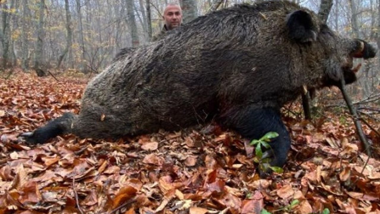 Tokat’ta avcılar 459 kilo ağırlığında domuz avladı