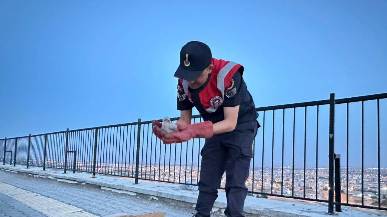 Kilis’te, 4 yavru kartal koruma altına alındı