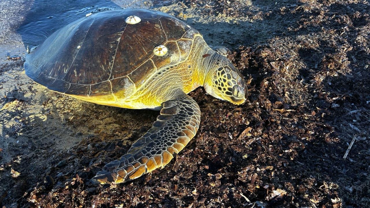 1 metre boyundaki 50 kiloluk caretta kıyıda ölü bulundu
