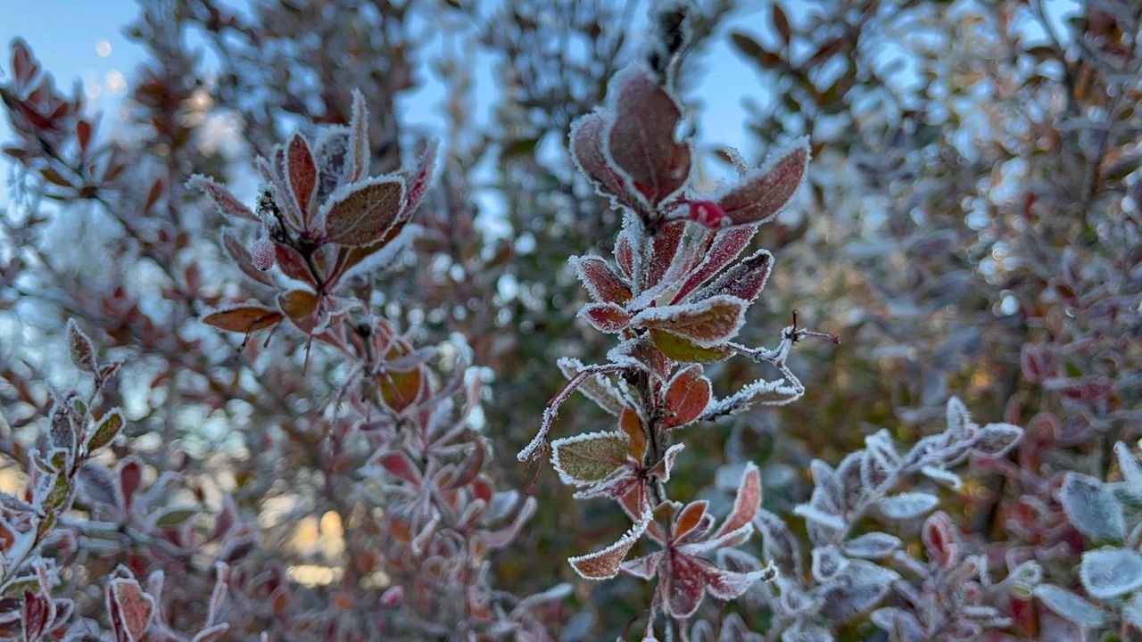 Ardahan'da hava eksi 10 dereceye düştü, kırağı oluştu