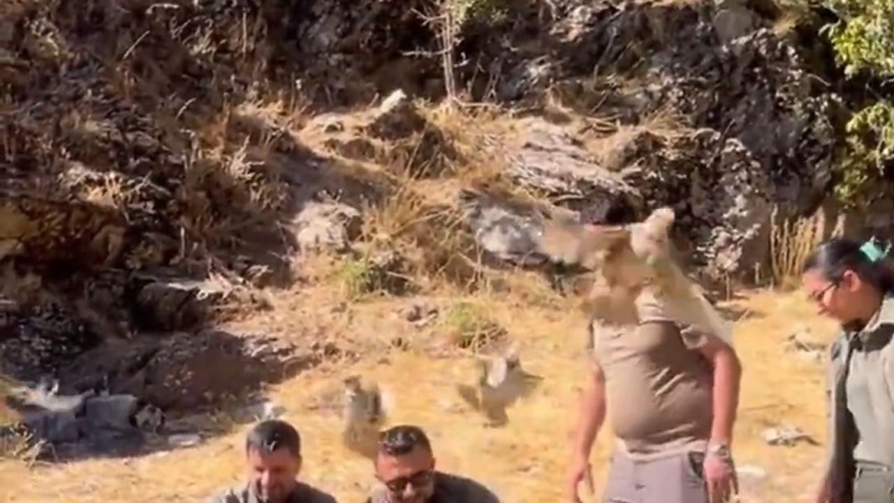 Bitlis'te ele geçirilen 90 kınalı keklik doğaya salındı