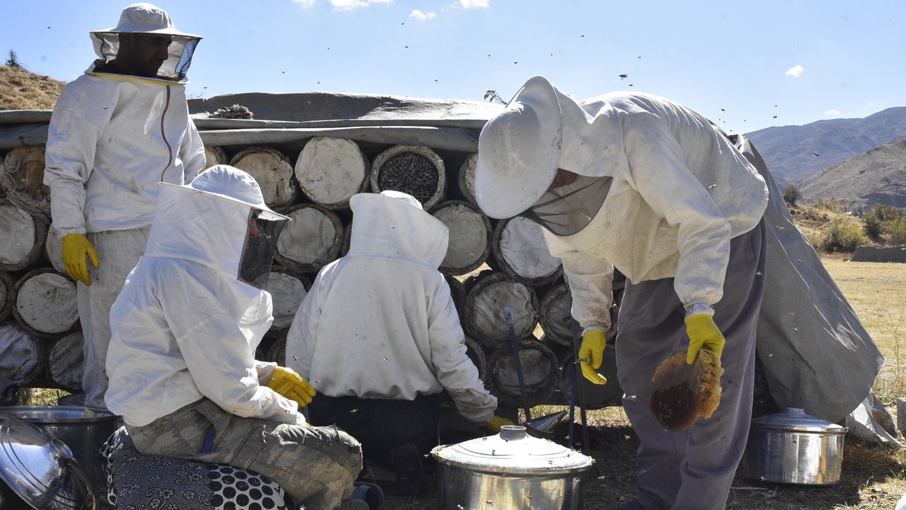 Bitlis'te kara kovan balının hasadı başladı