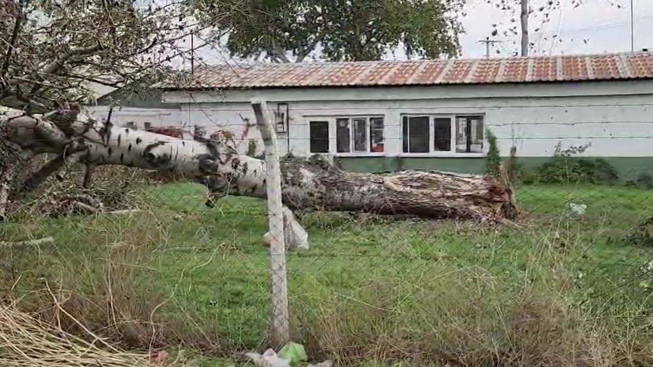 Bursa'da lodos hayatı olumsuz etkiledi; ağaçlar devrildi, çatılar uçtu (3)