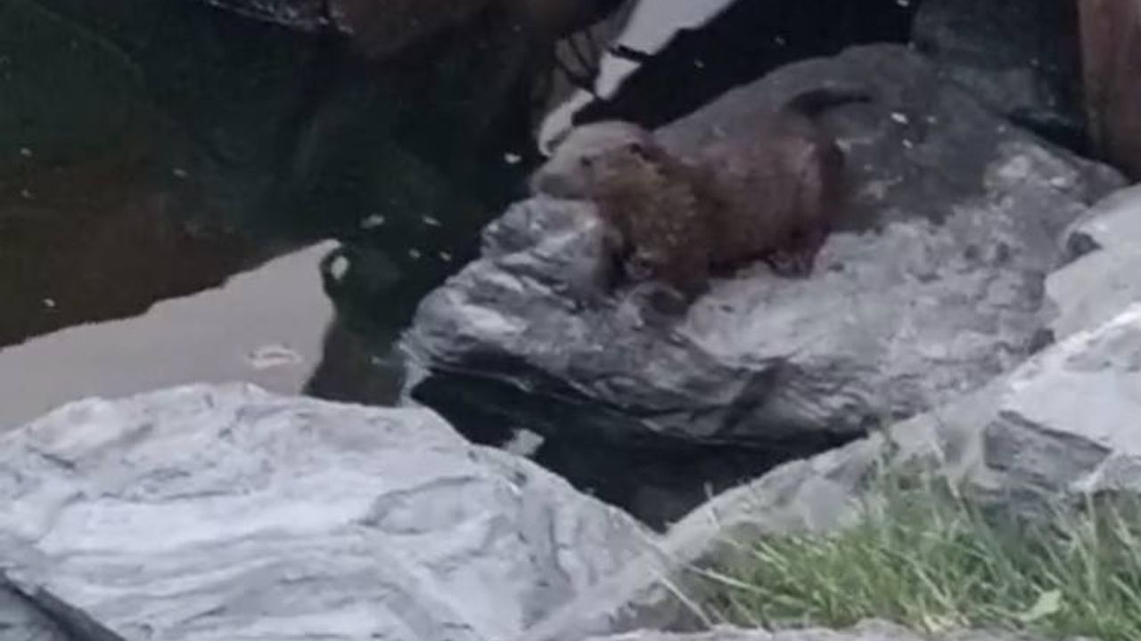 İstanbul- Küçükçekmece'de su samuru görüntülendi