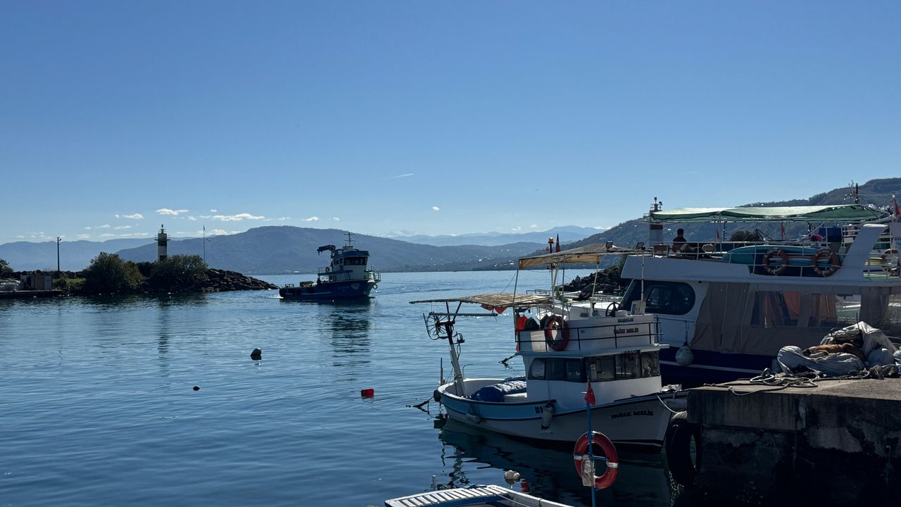 Karadeniz'de aşırı avcılık nedeniyle hamsi boyu küçüldü