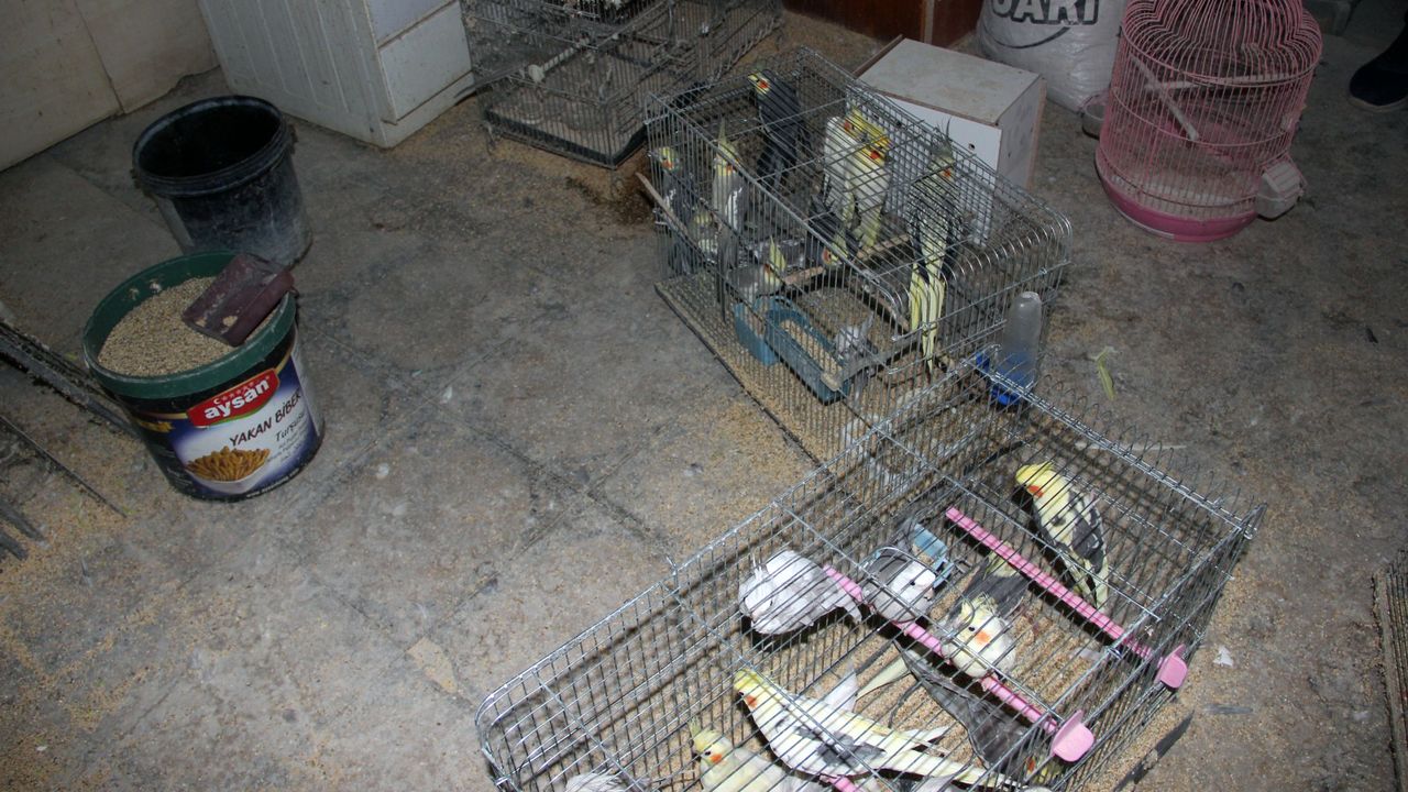 Kırşehir'de 66 yabani kuş ele geçirildi