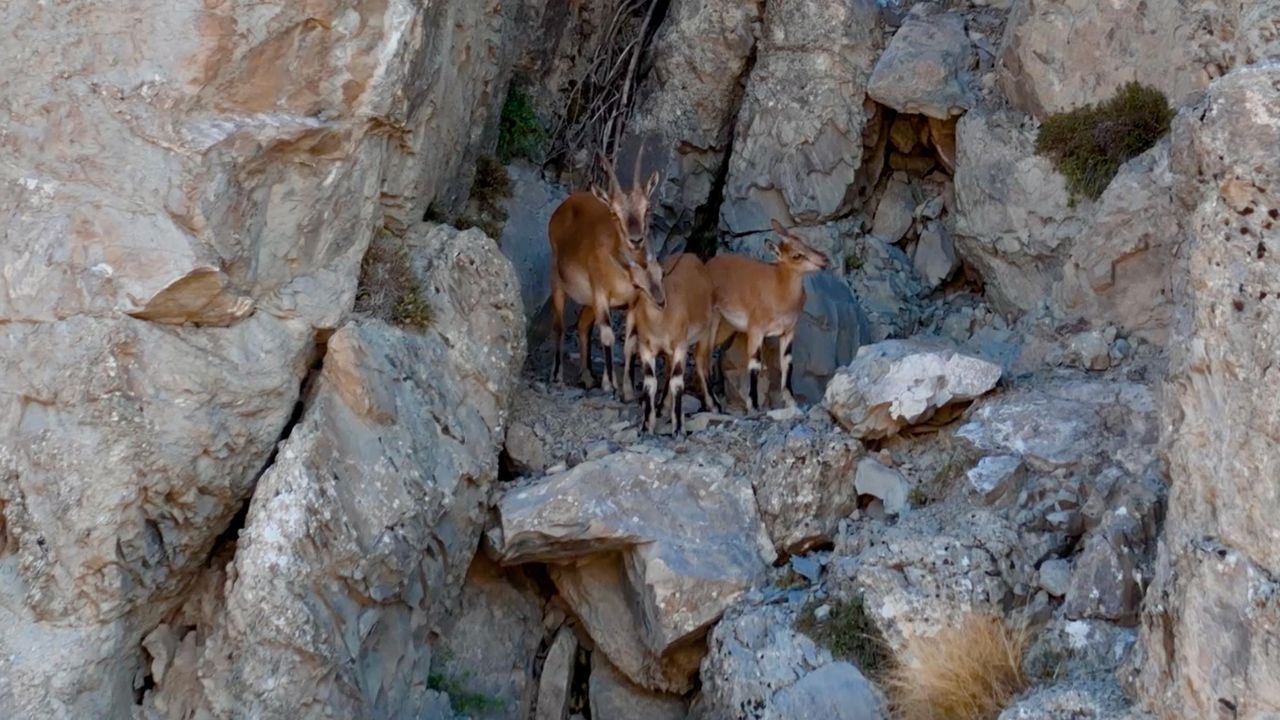 Munzur Dağları'ndaki yaban keçileri dron kamerasında