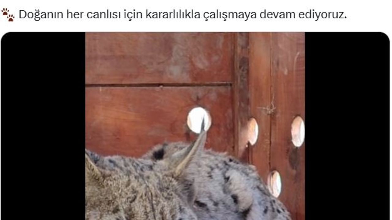 Su kanalına düşen vaşak kurtarılıp, bakıma alındı
