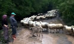 Amasya’da sağanak; yollar kapandı, hayvanlar mahsur kaldı