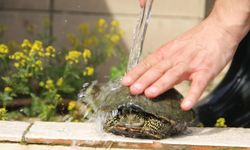 Düzce'de bulunan nesli tehlikedeki 'benekli kaplumbağa' korumaya alındı