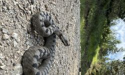 Zehirli boynuzlu engerek yılanı Bolu’da görüldü
