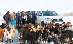 Karda kaybolan küçükbaşlar dronla bulundu; o anlar kamerada / Ek fotoğraflar