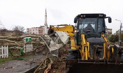 Samsun’da şiddetli rüzğarda 600 yıllık çınar ağacı devrildi