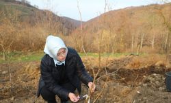 Doktora öğrencisinden fındıkta verimliliği arttıracak çalışma