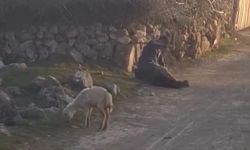 Koyuna kötü muamelede bulunan şüpheli gözaltına alındı