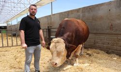 1,5 tonluk 4 yaşındaki kurbanlık 'Poyraz', alıcısını bekliyor