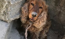 3 aydır kayıp köpeği Çilek'i ağaca bağlı halde buldu