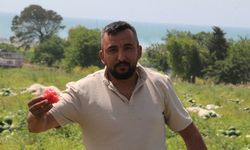 Adana’da sezonun ilk karpuz hasadı başladı; tarlada kilosu 7 TL