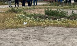 Ağılda çıkan yangında 42 küçükbaş öldü