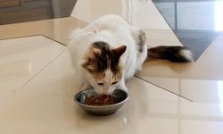 Amasya Adliyesi'nin sevimli kedisi 'Adalet'