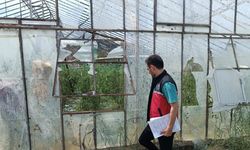 Antalya'da dolu ve hortumun vurduğu tarım alanlarında yaralar sarılmaya çalışılıyor (2)