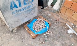 Apartmanda köpek besleme krizi; komşular koku ve hijyen sorunundan şikayetçi