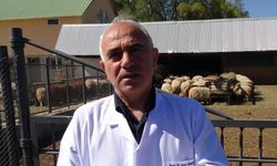 Araştırma merkezinde yetiştirilen koyunlar, kurbanlık olarak satışa çıkarıldı