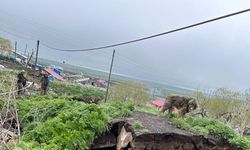 Ardahan'da ahır çöktü; 3 inek öldü