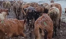 Ardahan'ın yüksek kesimlerinde kar yağışı (2)