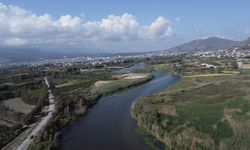 Asi Nehri’nde kirlilik ve su sümbülleri, toplu balık ölümlerine neden oldu