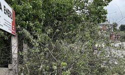 Bartın'da şiddetli rüzgar; ağaçlar devrildi/ Ek fotoğraflar