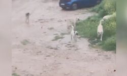 Başıboş köpeklerin çocuğu kovaladığı anlar kamerada
