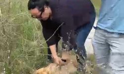 Belediye görevlileri ile hayvansever arasında 'köpek toplama' gerginliği