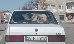 Buzağıyı otomobille veterinere götürdüler