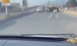 Çiftlikten kaçan deve kuşu ortalığı birbirine kattı
