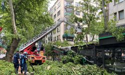 Çınar ağacı kafenin üzerine devrildi