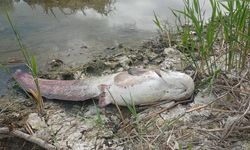 Çorum'da Kızılırmak Nehri'nde balık ölümleri