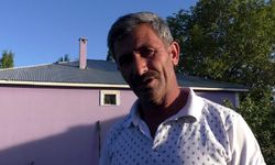 Cüce kargalar, inekten kopardıkları tüylerle yuva yaptı